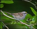 07sb4227 white throated sparrow